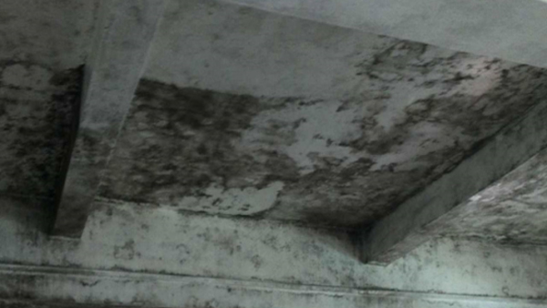 淺談食品廠車間倉庫墻面出現(xiàn)大面積霉菌如何處理