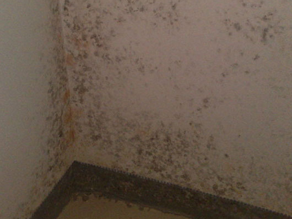 墻面發(fā)霉原因